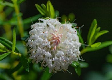 White Flower photography