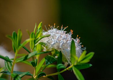 white Australian flower