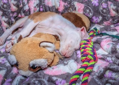 Pit bull puppy sleeping