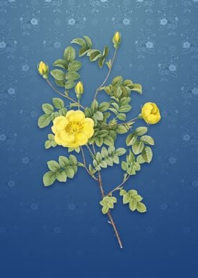 Yellow Sweetbriar Rose