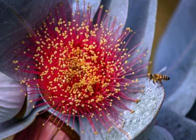 bee flying to a flower