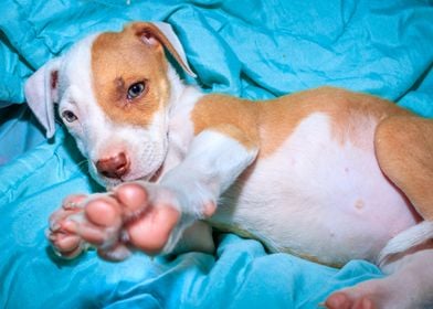 Pit bull puppy sleeping