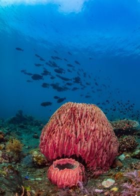 Huge Barrel Sponge