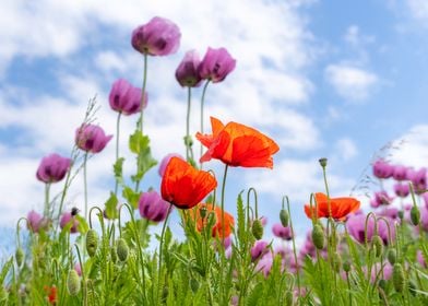 Poppies