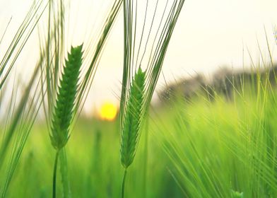 barley field 