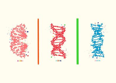 DNA molecule