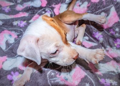 Pit bull puppy sleeping