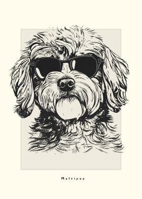 Maltipoo IIlustration