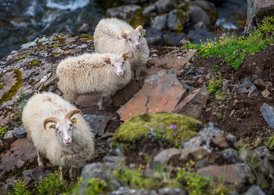 mini sheep