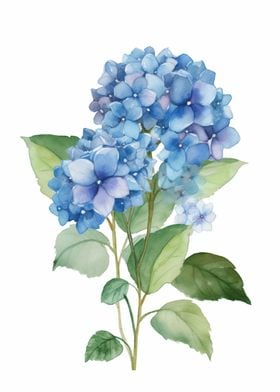 Hydrangeas Flowers