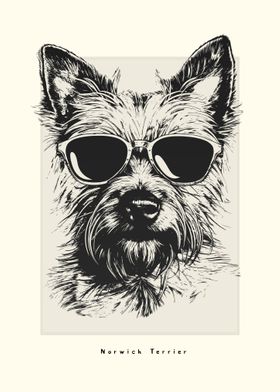 Norwich Terrier Sketch