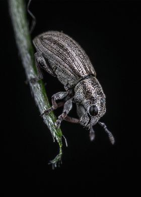 Sitona lineatus