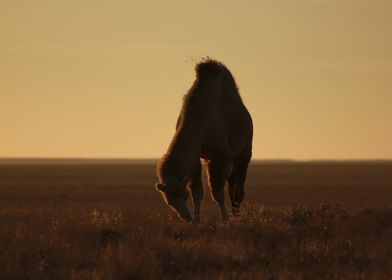 lonely camel