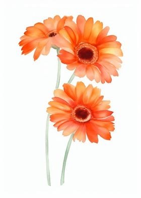 Gerbera Daisies Flowers