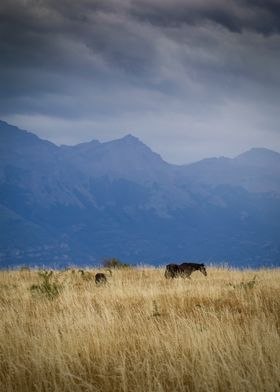 two lonely horses