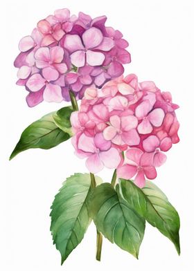 Hydrangeas Flowers