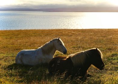 couple of horses and peace