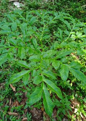 Green Leaves3