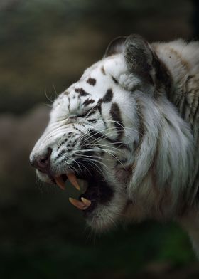 yawning white tiger