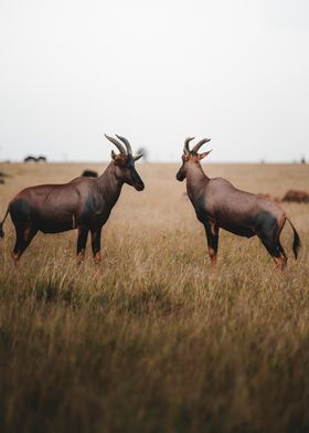 fighting antelope