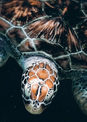 turtle closeup