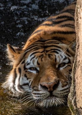 tiger and water