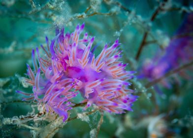 Violet Nudibranch