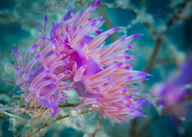 Violet Nudibranch