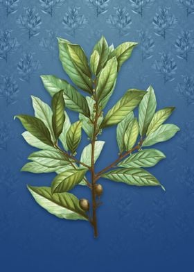 Bay Laurel on Bahama Blue