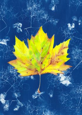 Autumn leaf on blue