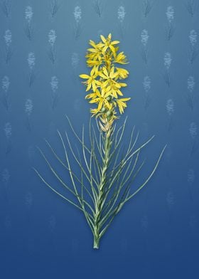 Vintage Yellow Asphodel