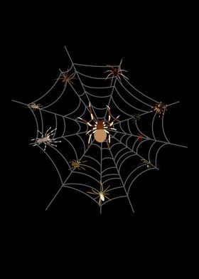 Spider Web Spider