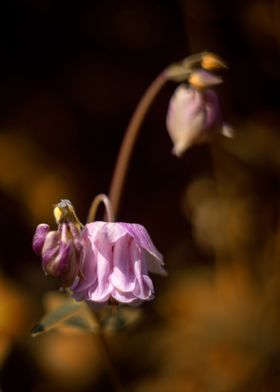 Pink and purple flower