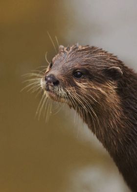 otter