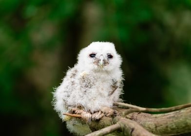 Tawny owlet