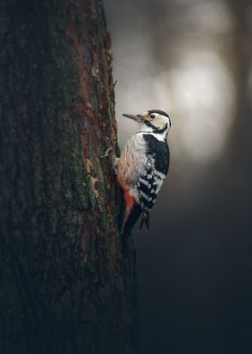 Woodpecker and Spring