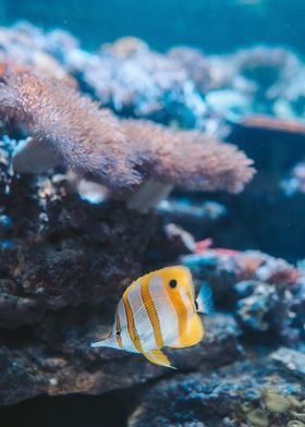 sharpbilled butterfly fish