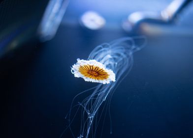 chrysanthemum jellyfish