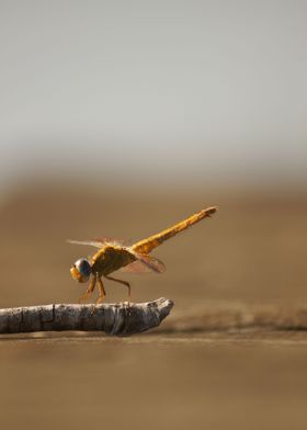 dragonfly