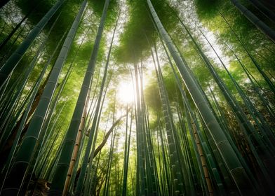 Bamboo Grove