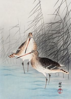 Two bar tailed godwits