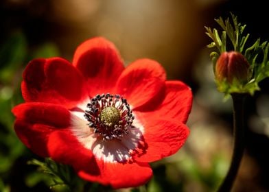 Red flowers,summer anemone