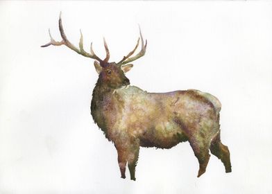 Watercolor painting deer