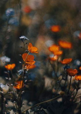 Colorful wildflowers