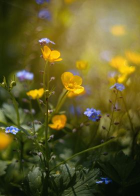 Colorful wildflowers,macro