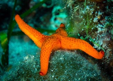 Starfish