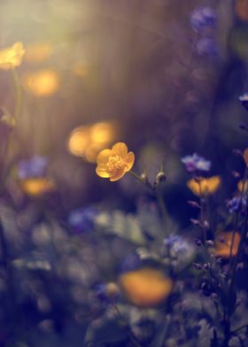 Yellow wildflowers, macro 