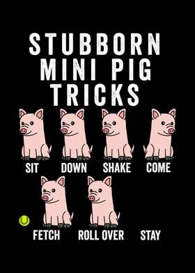 Stubborn Mini Pig Tricks 