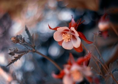 Spring flowers in garden