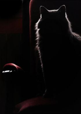 cat silhouette